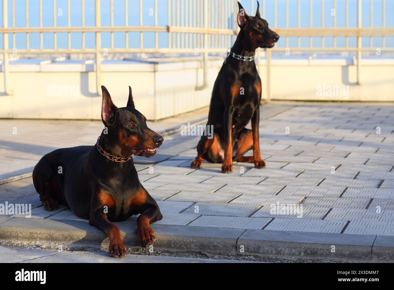 Portrait of two beautiful brown Doberman pinscher sitting on the roof Stock Photo