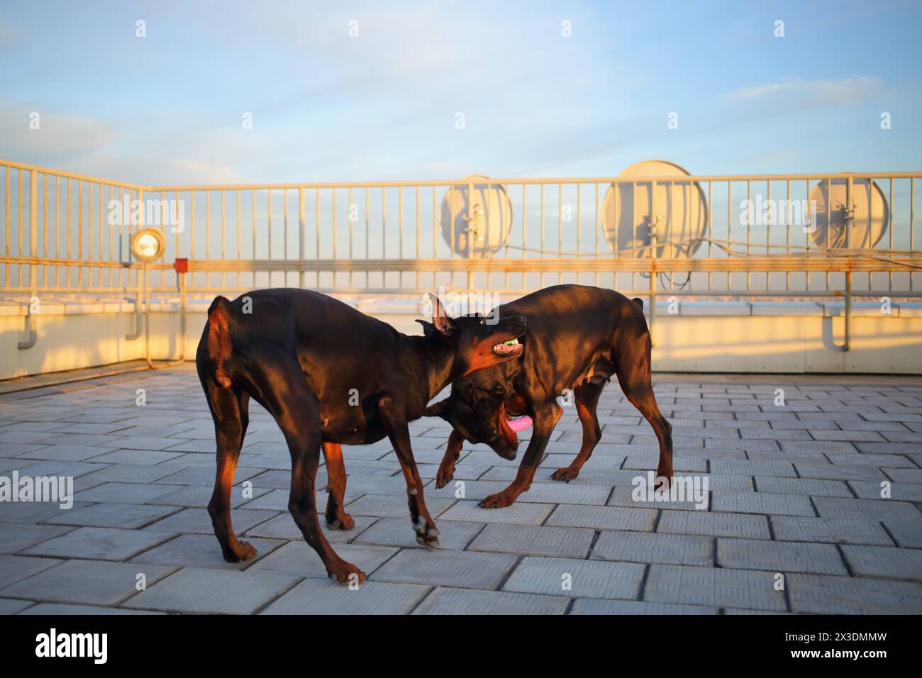 Two beautiful brown Doberman pinscher playing with stick on the roof Stock Photo