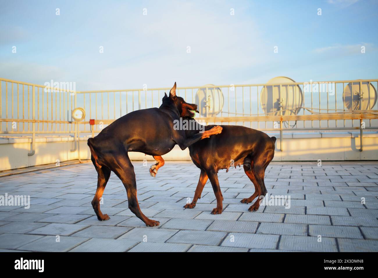Two beautiful brown Doberman pinscher playing with each other on the roof Stock Photo
