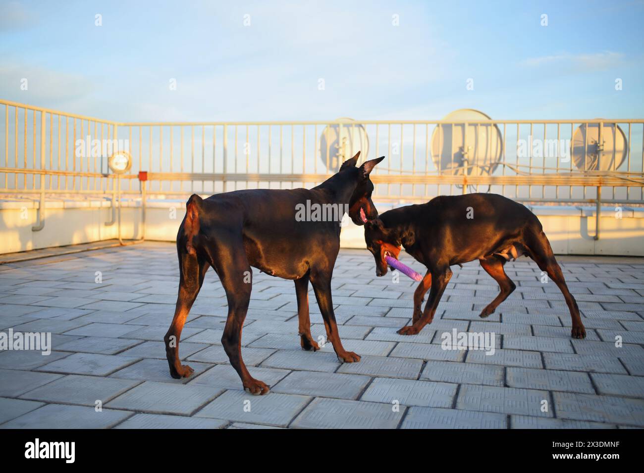Portrait of two beautiful brown Doberman pinscher playing on the roof Stock Photo