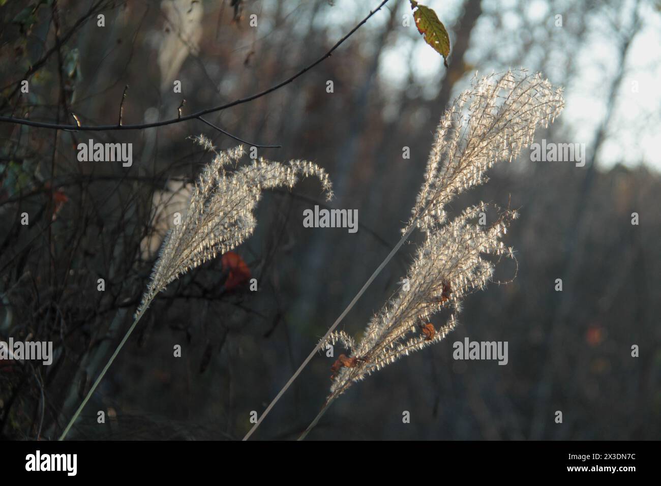 Virginia, U.S.A. Close-up of Chinese silver grass growing in the wild. Stock Photo