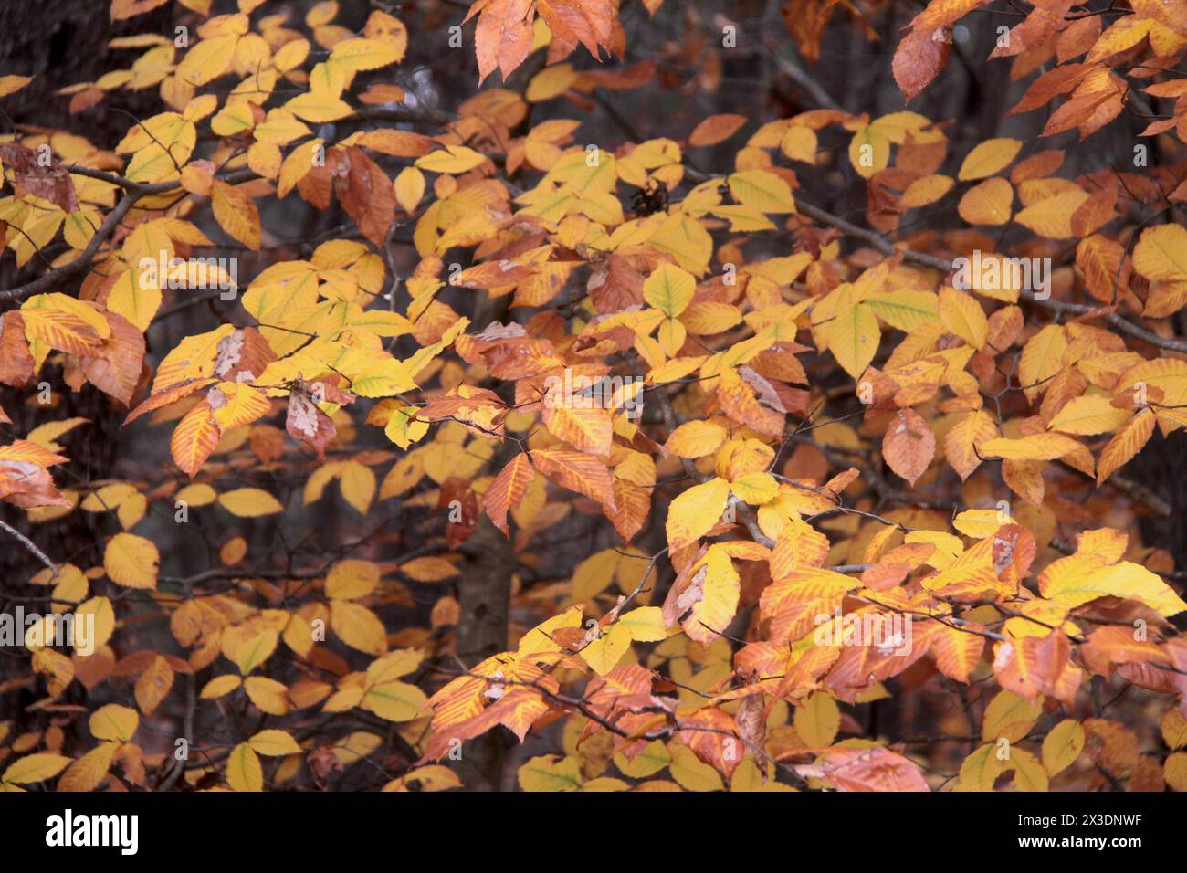 Virginia, U.S.A. Leaves of an American beech tree changing colors in ...