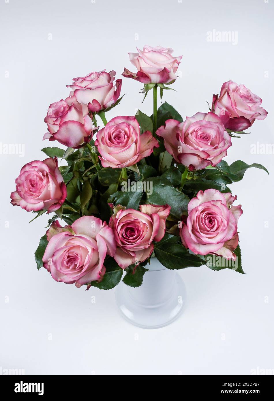 Rot-weiße Rosen in KPM-Vase Stock Photo