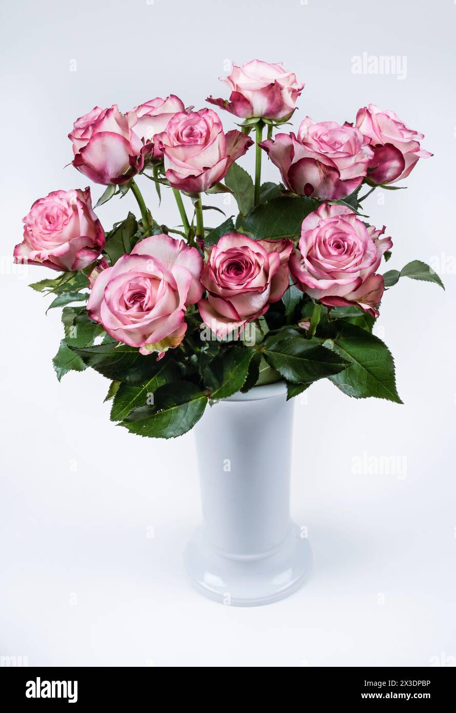Rot-weiße Rosen in KPM-Vase Stock Photo