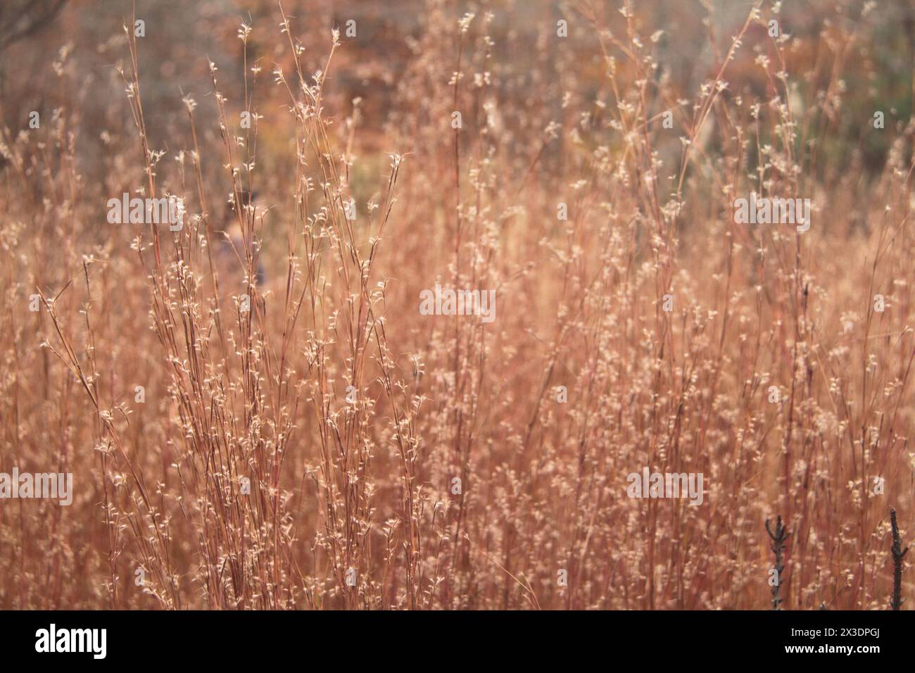 Virginia, U.S.A.  Field of Little Bluestem Grass in wintertime. Stock Photo