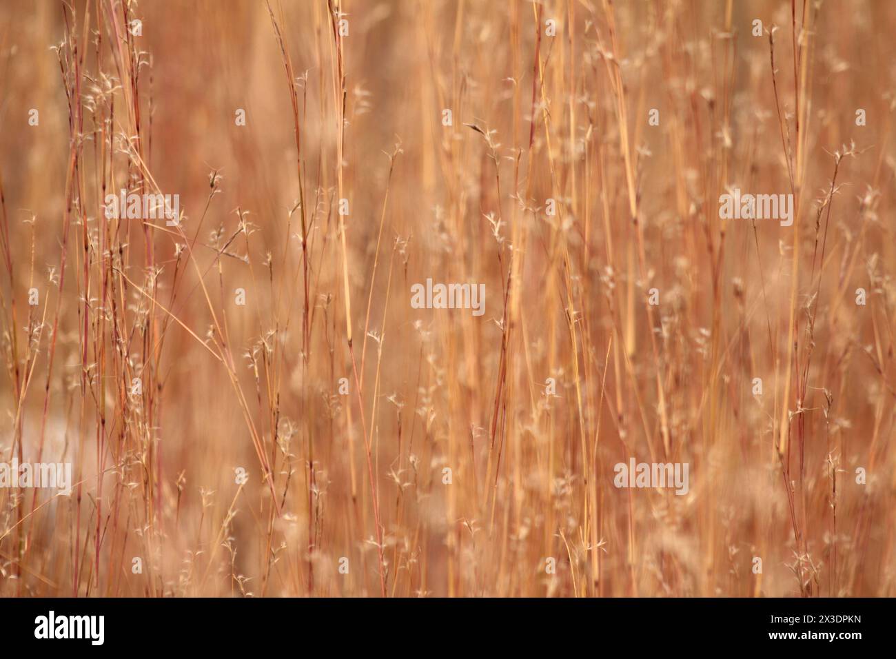Virginia, U.S.A.  Field of Little Bluestem Grass in wintertime. Stock Photo