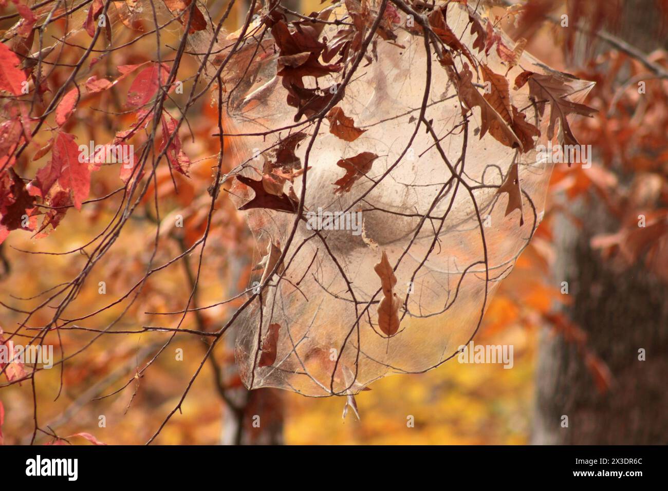 Caterpillar in its nest hi-res stock photography and images - Alamy