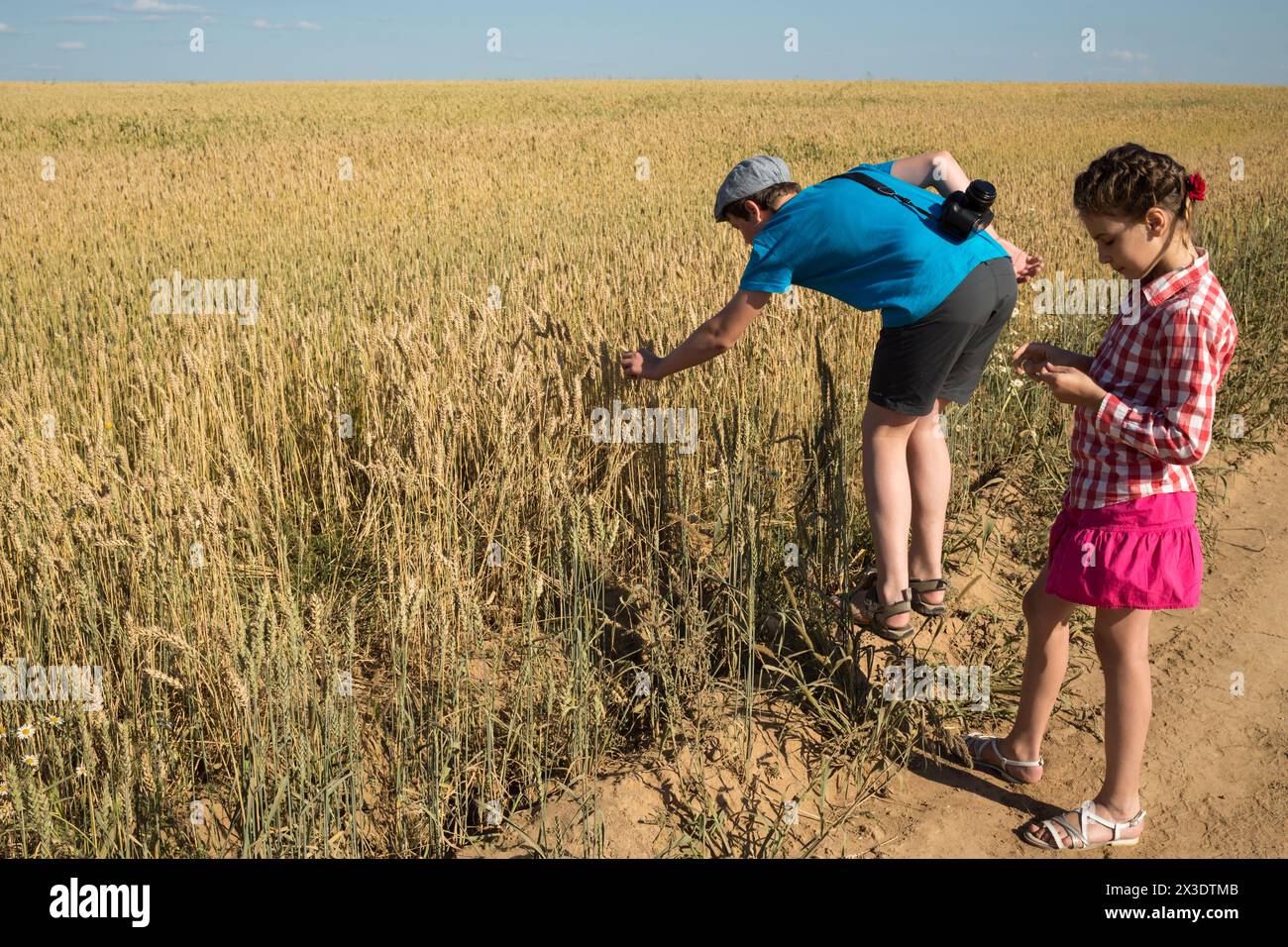 Little sister and brother are standing near field of wheat Stock Photo ...