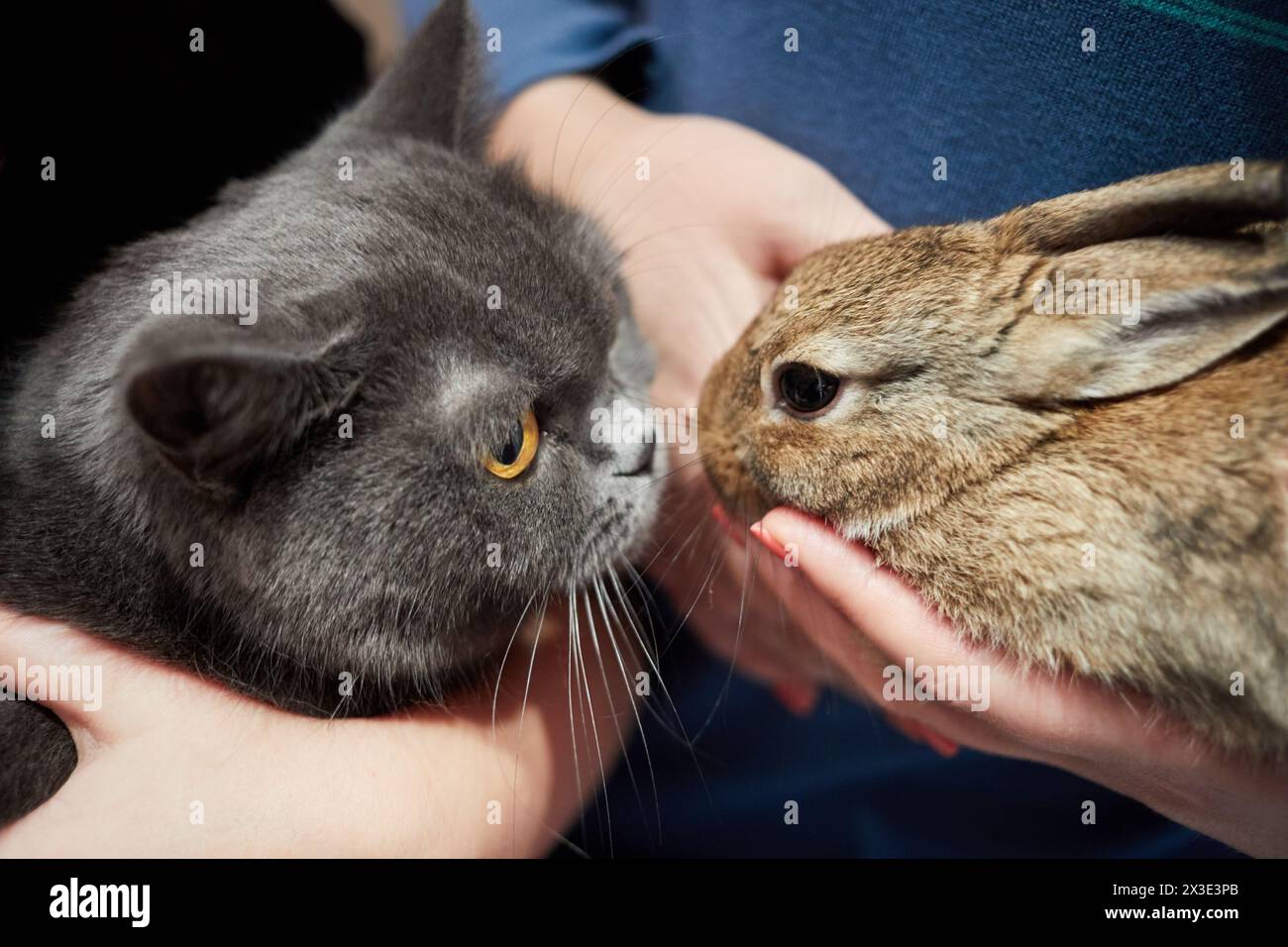 Close-up cat and rabbit in human arms. Stock Photo