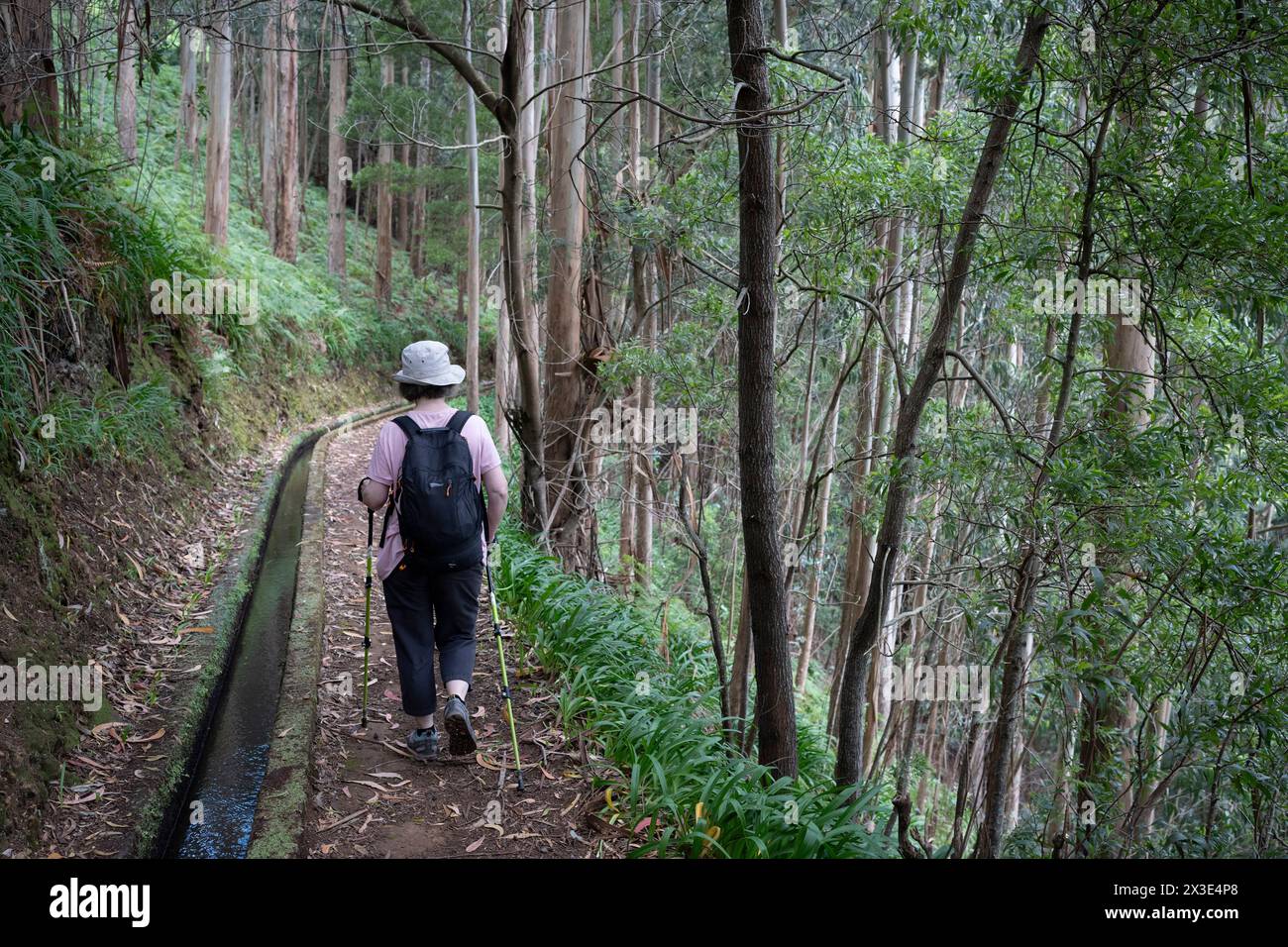 Surrounded by a Eucalyptus forest trees, a woman hiker makes her way along the Levada Nova, on 20th April 2024, in Santa Antonio do Serra, Madeira, Portugal. 'Levadas' are waterway aquaduct irrigation systems unique to the Portuguese island of Madeira, stretching from town to town, delivering a highly-efficient irrigation supply to remote and urban communities, some created in the 16th century. Stock Photo