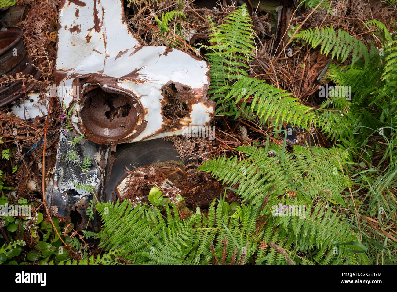 The wreck of a car lies rusting in bracken undergrowth, on 20th April 2024, in Santa Antonio do Serra, Madeira, Portugal. Stock Photo