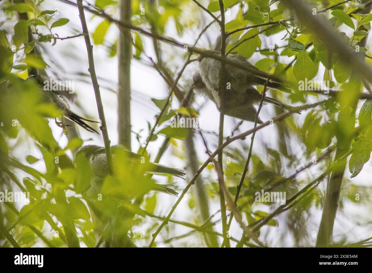 Guildford, UK. 26th Apr, 2024. Brittens Pond, Worplesdon. 26th April 2024. Cloudy weather across the Home Counties this afternoon. A brood of new-born long-tailed wagtails (aegithalos caudatus) at Brittens Pond in Worpleson, near Guildford, in Surrey. Credit: james jagger/Alamy Live News Stock Photo