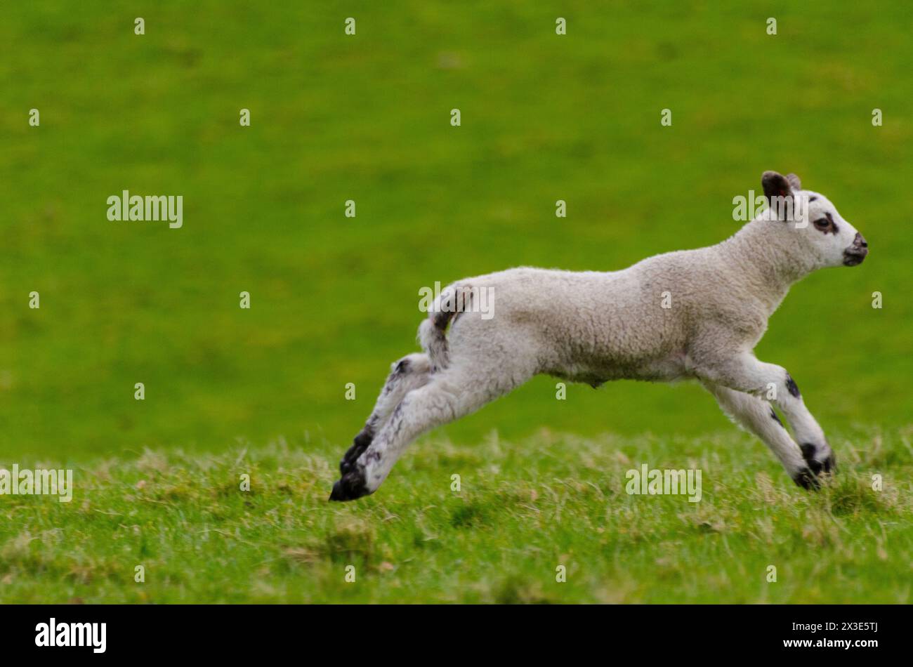 A lamb frolics in a field in the Annandale Valley near Moffat in Dumfries and Galloway, Scotland, UK Stock Photo