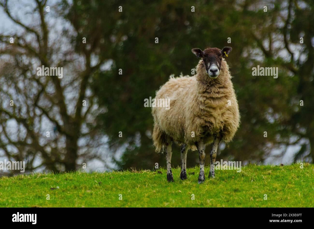 A ewe in a field in the Annandale Valley near Moffat in Dumfries and Galloway, Scotland, UK Stock Photo
