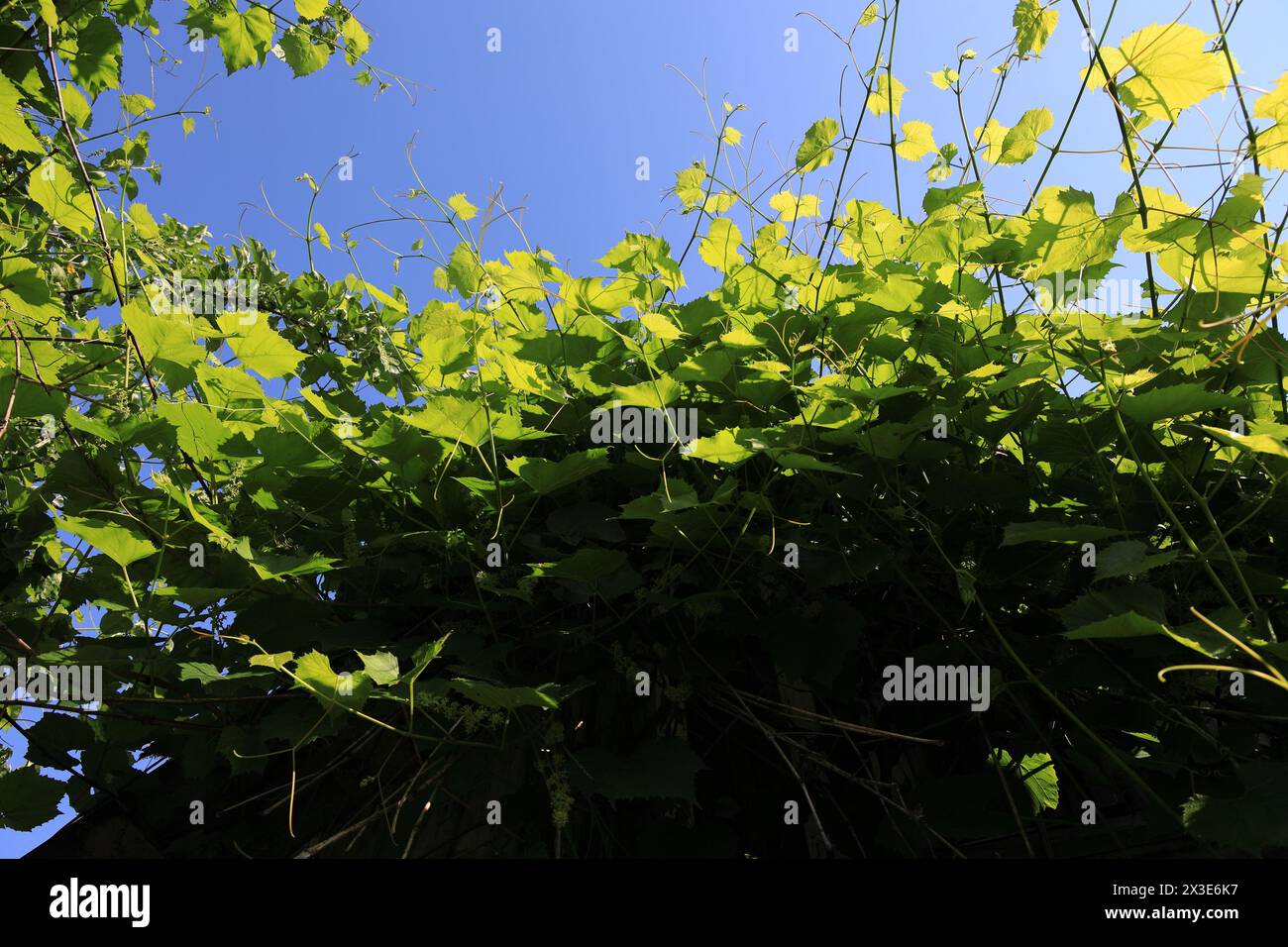 Dense vineyard thickets half in shade and half in sunlight Stock Photo