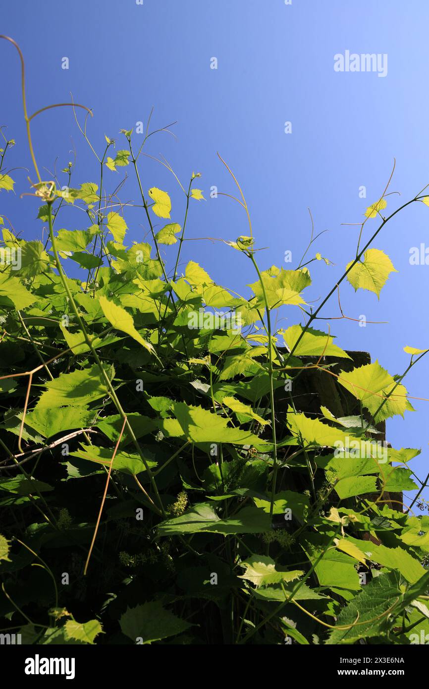 Tendrils of vines on a sunny summer day vertical orientation Stock Photo
