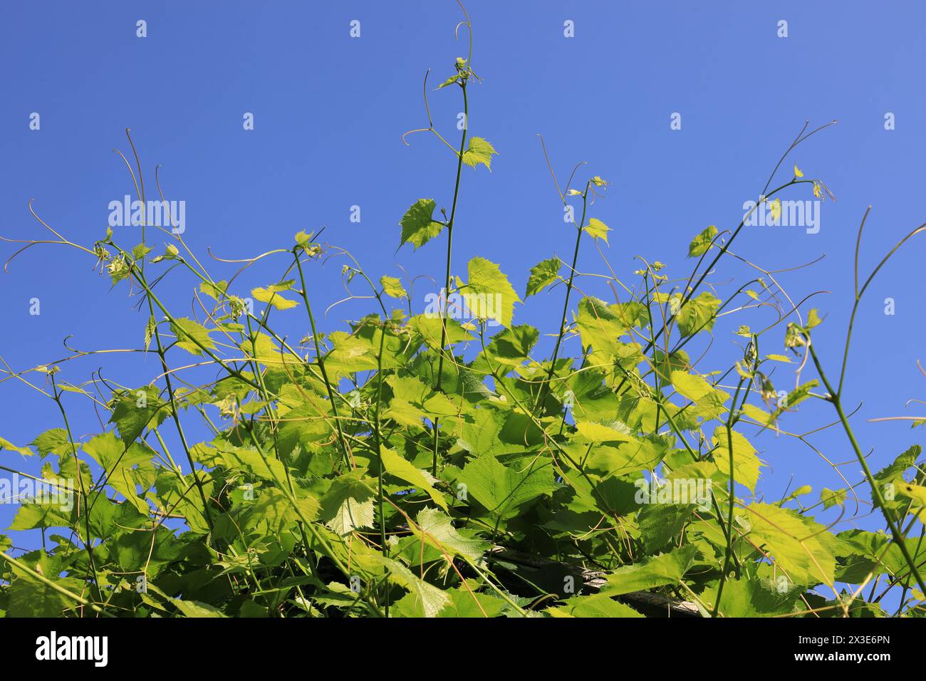 A lot of leaves and tendrils on the vineyard in sunny weather and against the blue sky Stock Photo