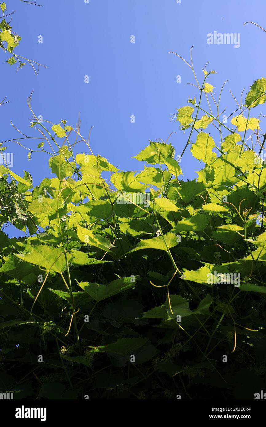 Green grape leaves illuminated by yellow sunlight vertical orientation Stock Photo