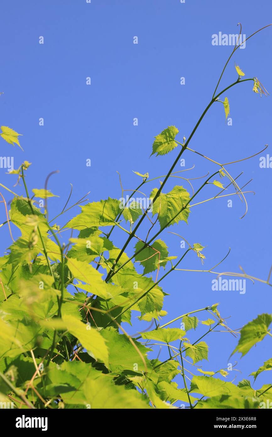 Branch of grapes with tendrils in the summer season on a blue sky background Stock Photo