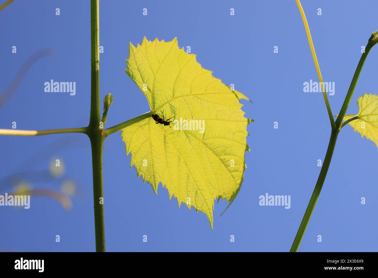 Green vine leaf with an insect in close-up on a sunny summer day Stock Photo