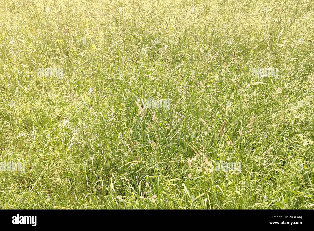 Bentgrass. Background of meadow grasses, close-up. Grass of meadow is dry and fluffy. Soft and gentle color of summer or autumn. Agrostis, bent or ben Stock Photo