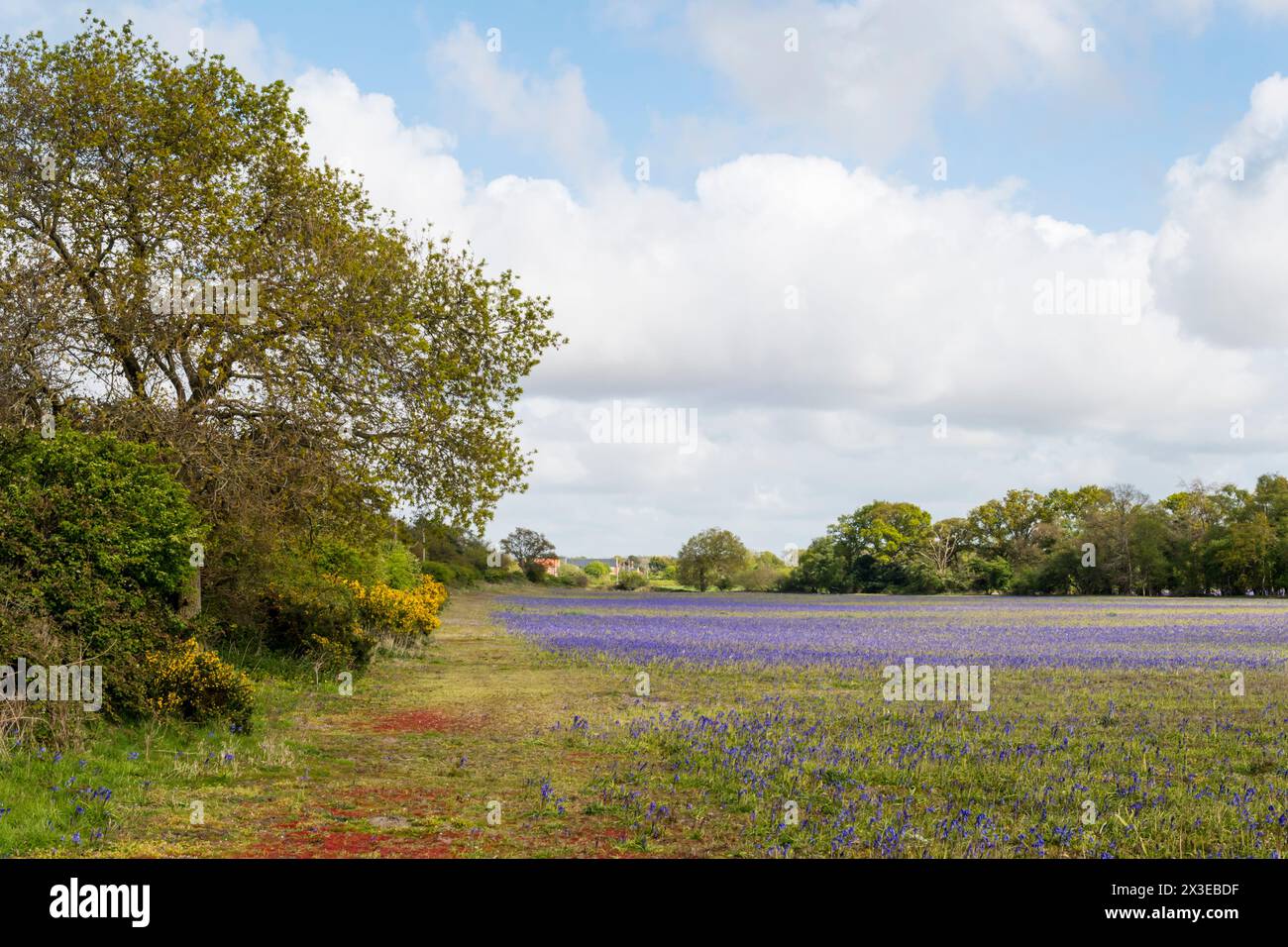 Cultivated English bluebells, Hyacinthoides non-scripta, grown commercially in a Norfolk field. Stock Photo