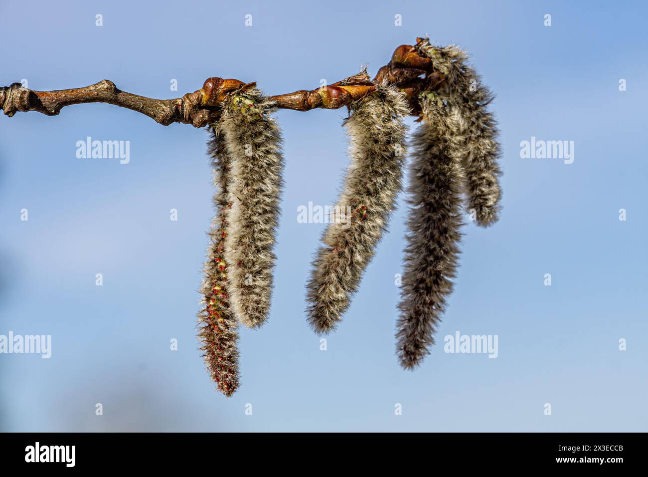 Spring blooming of European aspen or Quaking Aspen catkins, over blue sky background. Stock Photo