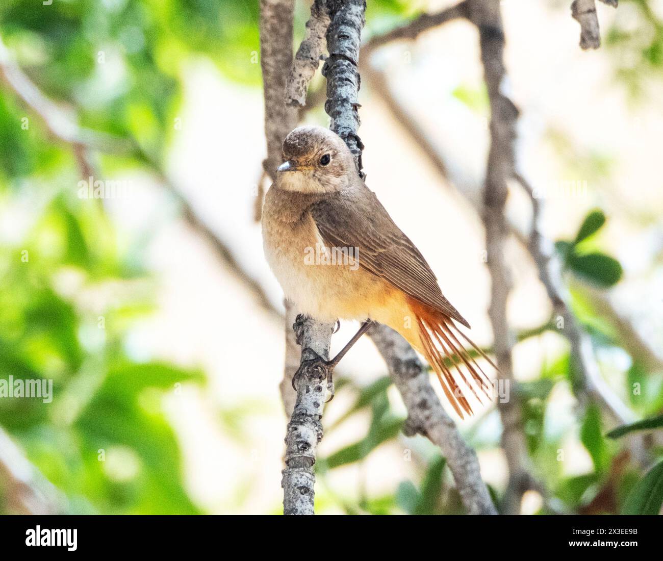 Female Common Redstart (Phoenicurus phoenicurus) Paphos, Cyprus Stock Photo