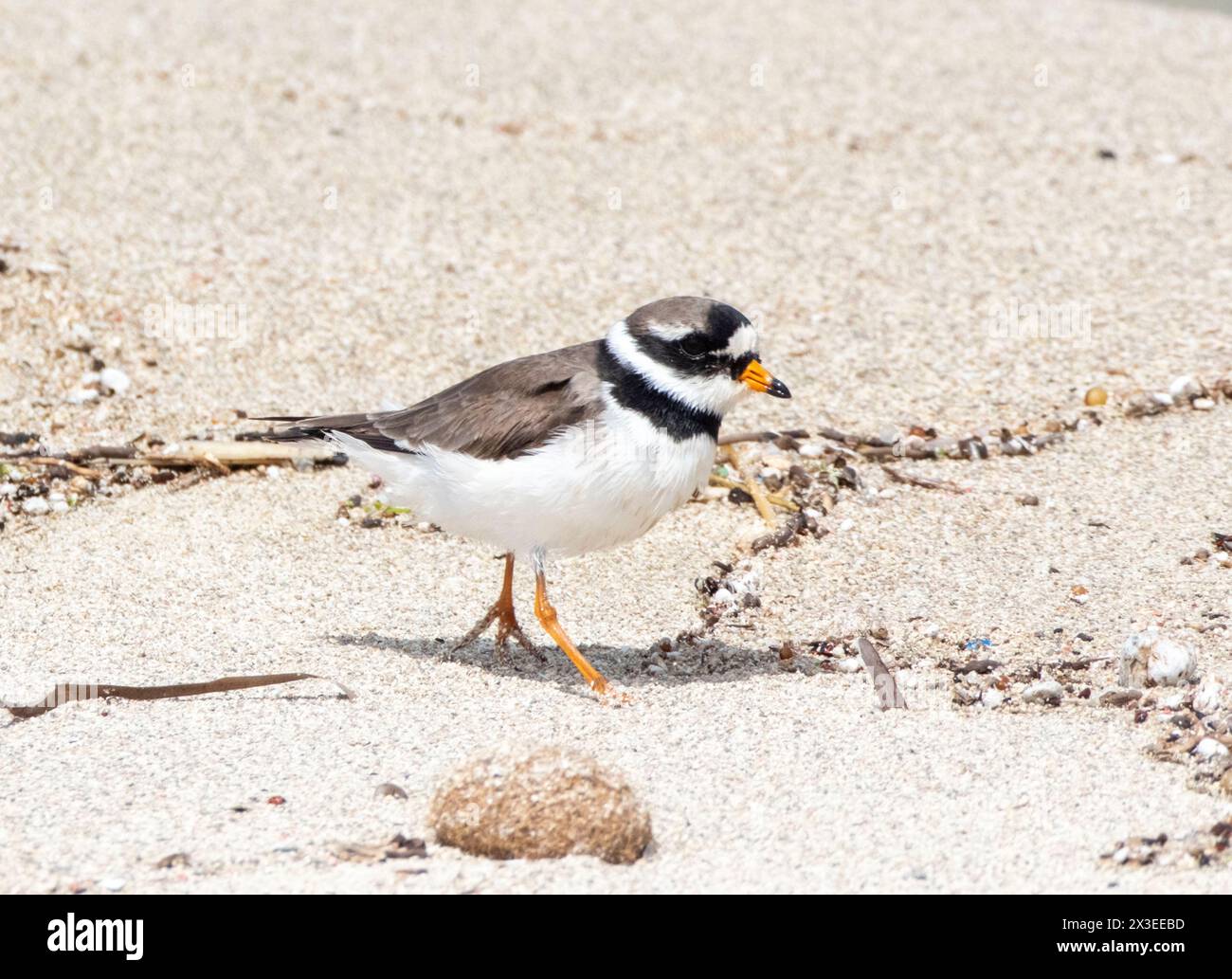 Ringed Plover (Charadrius hiaticula) on a beach, Paphos, Cyprus Stock Photo