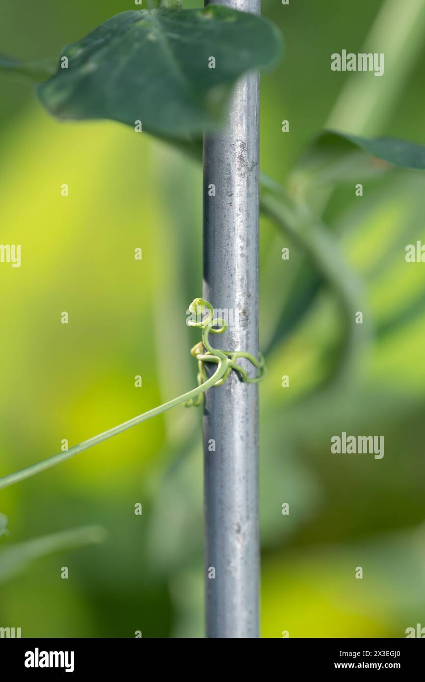 Closeup of the reaching tendril of a pea plant latching onto a trellis for support. Stock Photo