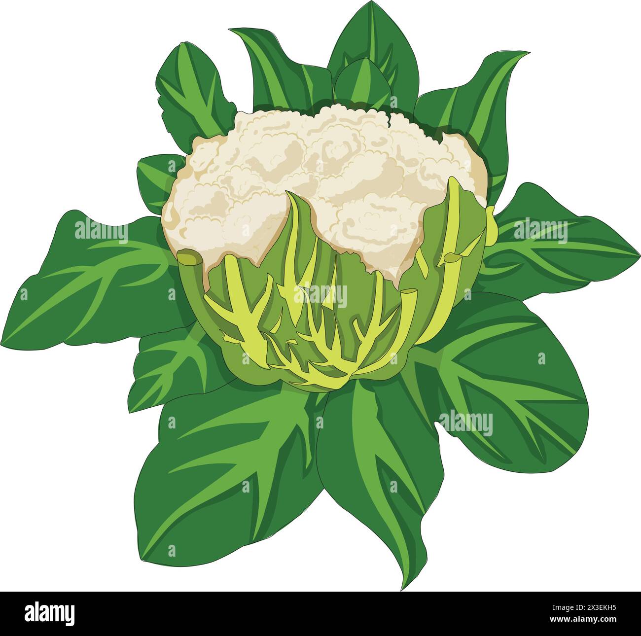 Cauliflower with leaves vector illustration Stock Vector