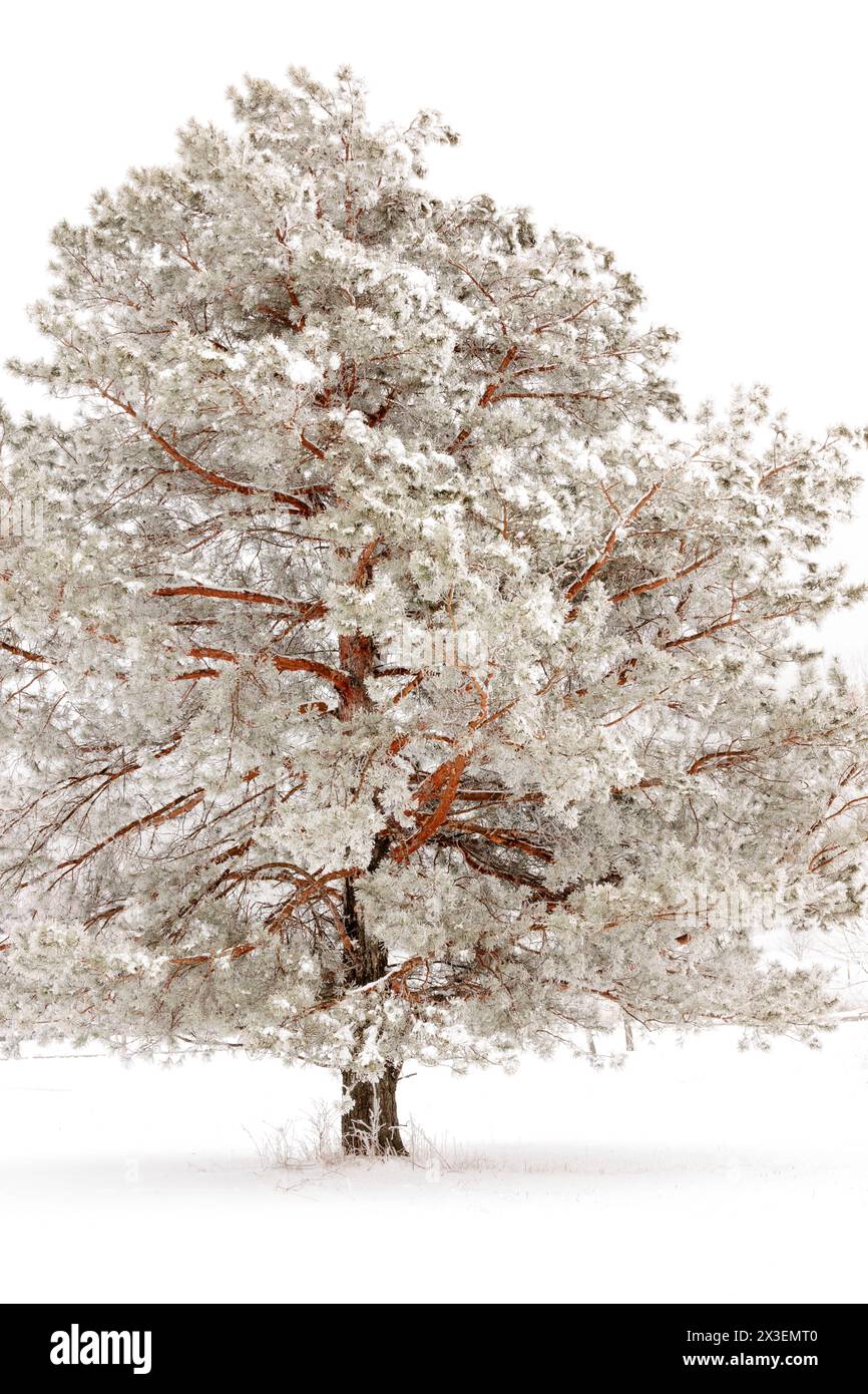 Covered with Rimes Ice, a red pine with its colorful branches stands stately in the field, created from the heavy January fog, in the Pike Lake Unit, Stock Photo