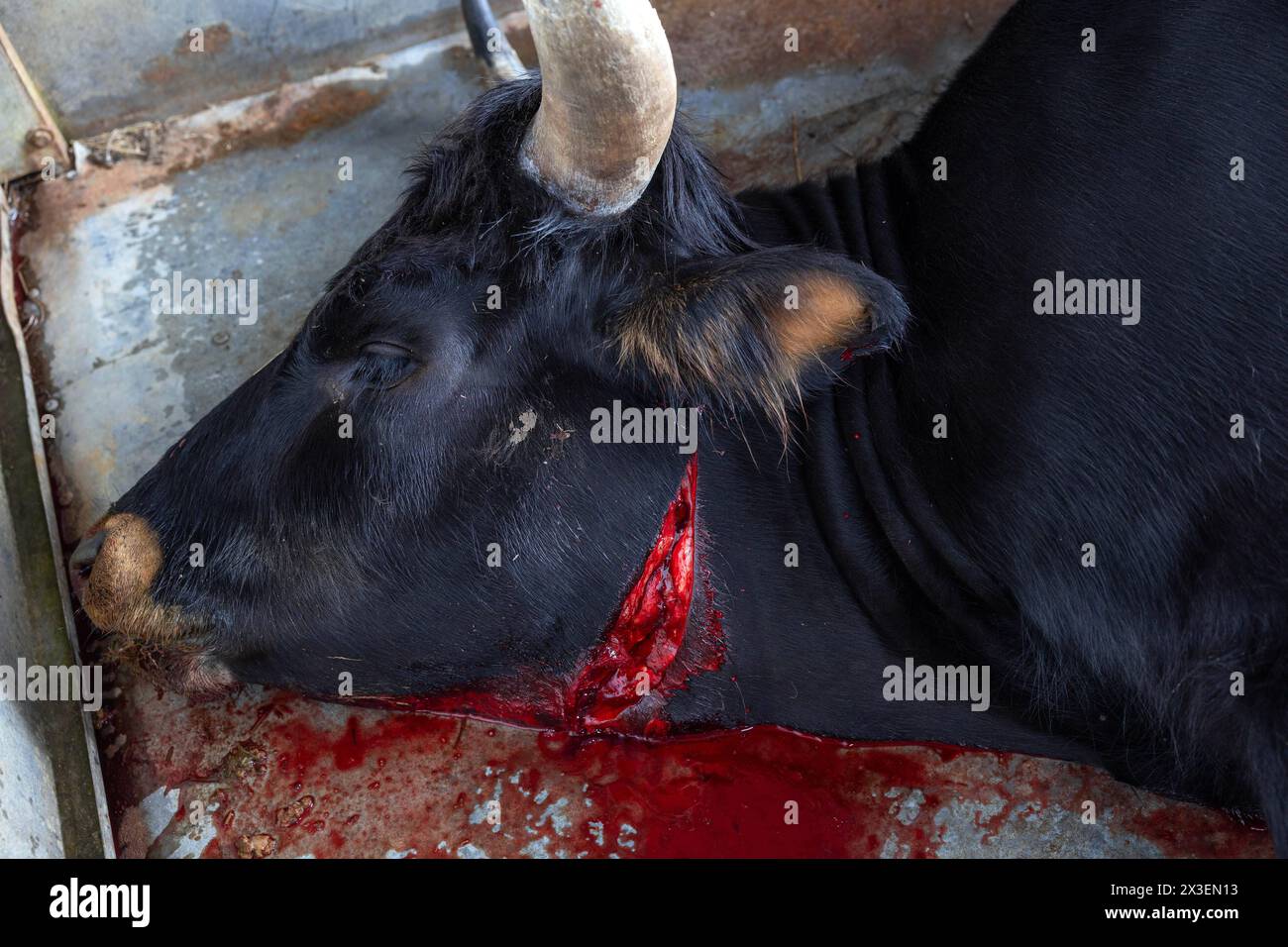 Ein Toter Auerochse liegt blutend mit durchgeschnittener Kehle auf einem Anhänger. Das Tier wird anschließend zerlegt und liefert hochwertiges Fleisch / Datum: 25.04.2024 / *** A dead aurochs lies bleeding with its throat cut on a trailer The animal is then cut up and provides high-quality meat Date 25 04 2024 Stock Photo