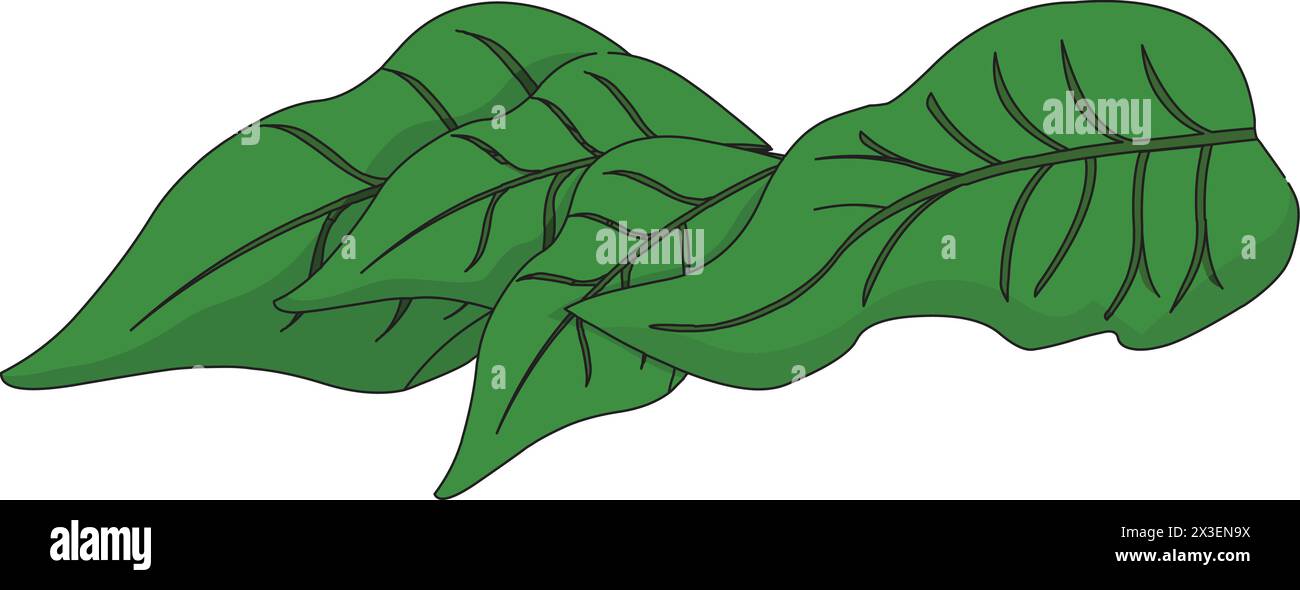 Tea leaves vector illustration Stock Vector