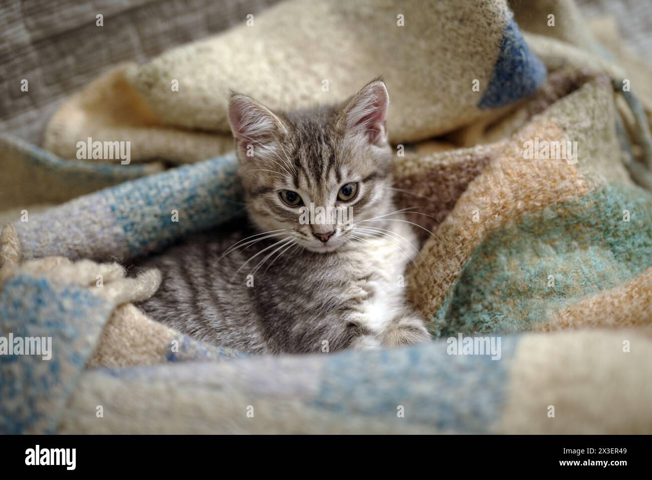 Kitten 3 months resting in its home Stock Photo
