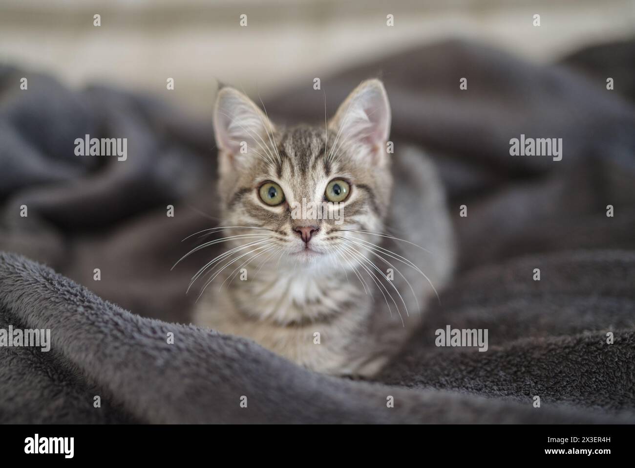 Kitten 3 months resting in its home Stock Photo