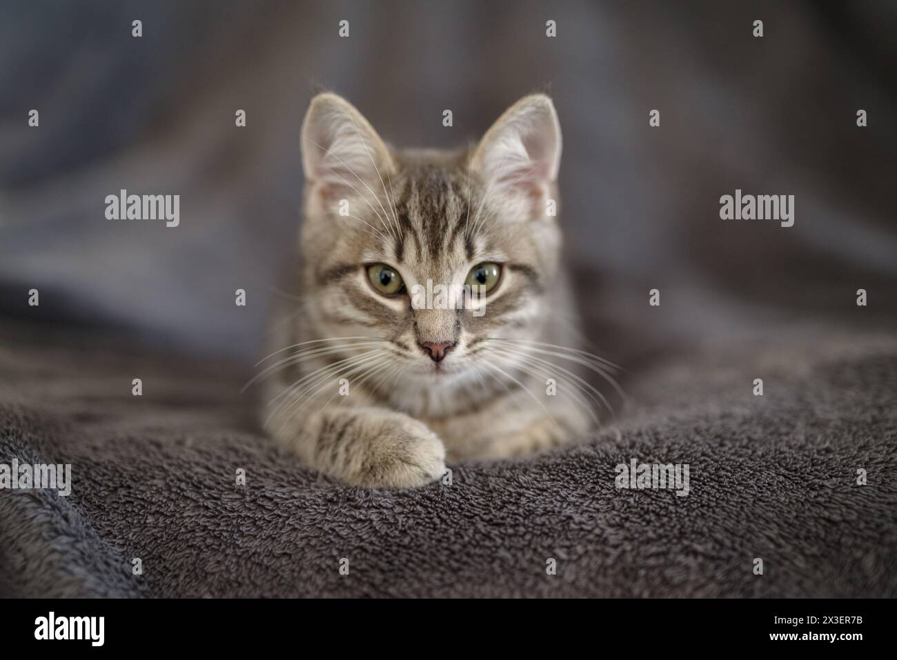 Kitten 3 months resting in its home Stock Photo