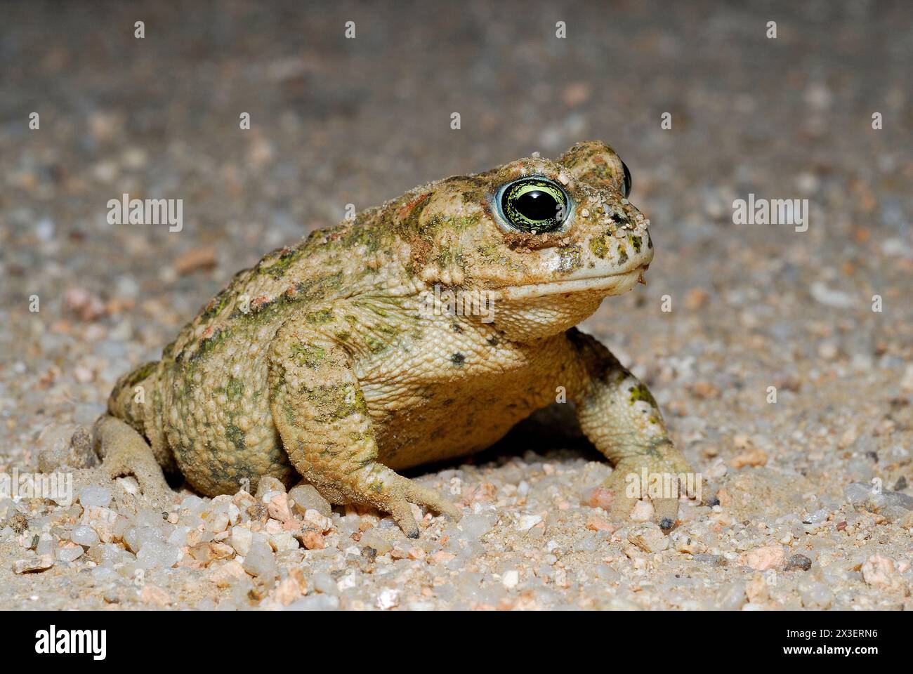 Natterjack toad (Epidalea calamita) in Cerceda, Madrid, Spain Stock Photo