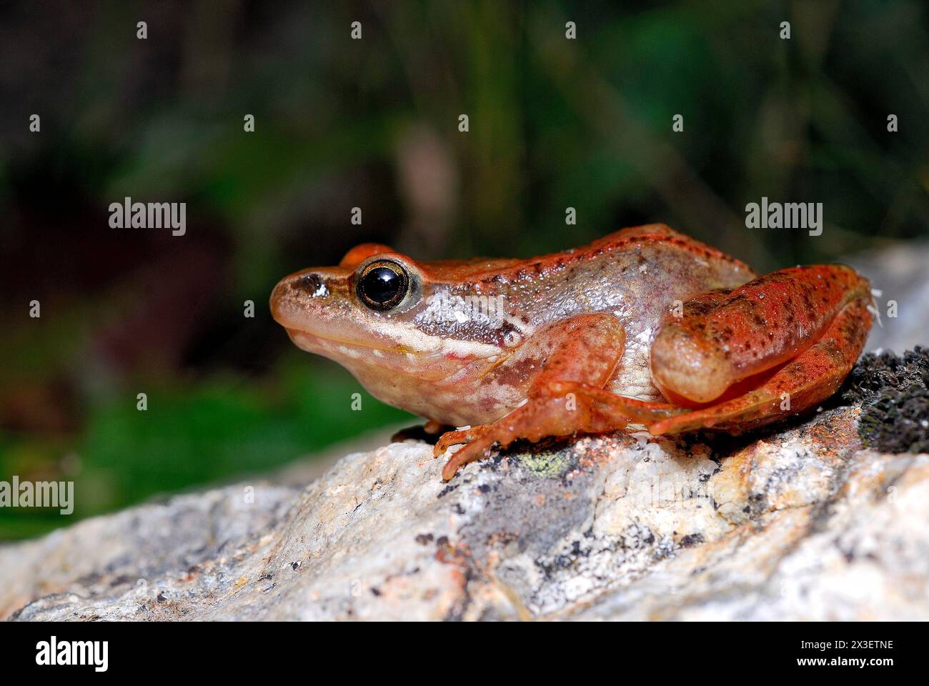 Brown frog (Rana iberica) in Peñalara, Madrid, Spain Stock Photo