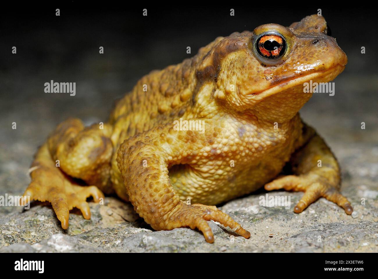 Common toad (Bufo spinosus) in Irati, Navarra, Spain Stock Photo