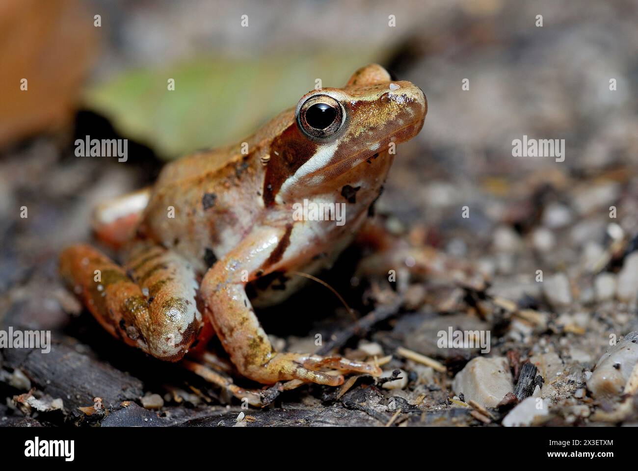 Frog of Lataste (Rana latastei) in Valfredda, Montevecchia natural park, Lombardy, Italy Stock Photo