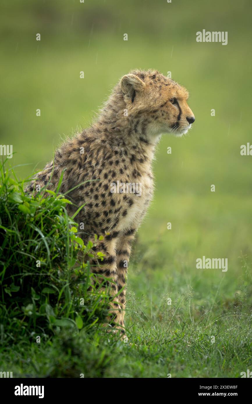 A cheetah cub sits behind a grassy mound in profile, staring ahead. It ...