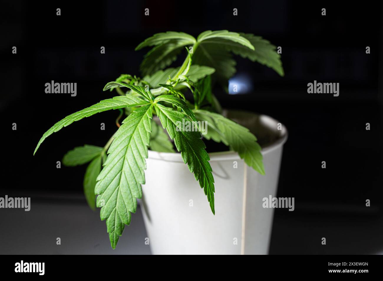 A single cannabis plant isolated on a black background. The plant is in a white plastic pot and has several green leaves. Stock Photo