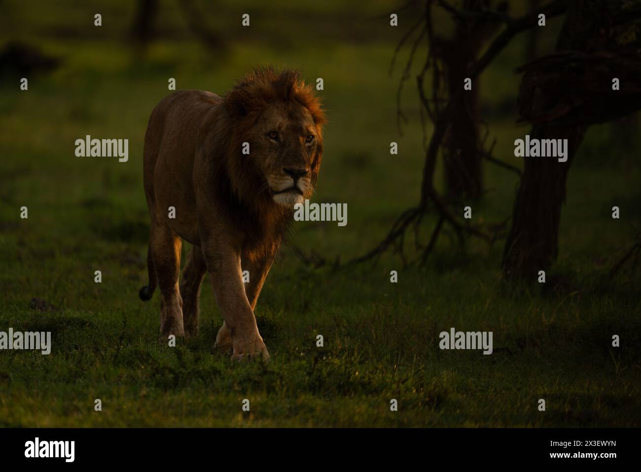 Male lion walking bushes hi-res stock photography and images - Alamy