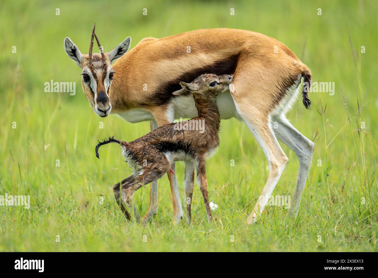 Thomson gazelle stands beside newborn in grass Stock Photo - Alamy