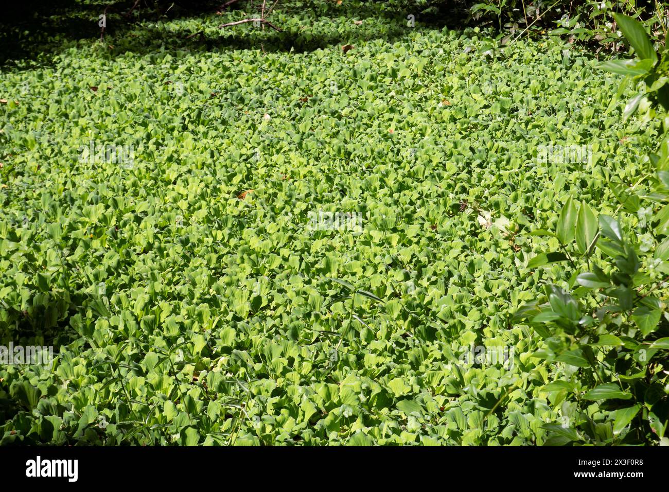 Pistia stratiotes, is often called water cabbage, water lettuce, Nile cabbage, shellflower, barpuni, kumbik, Tapapana. it grows in pond and stored wat Stock Photo