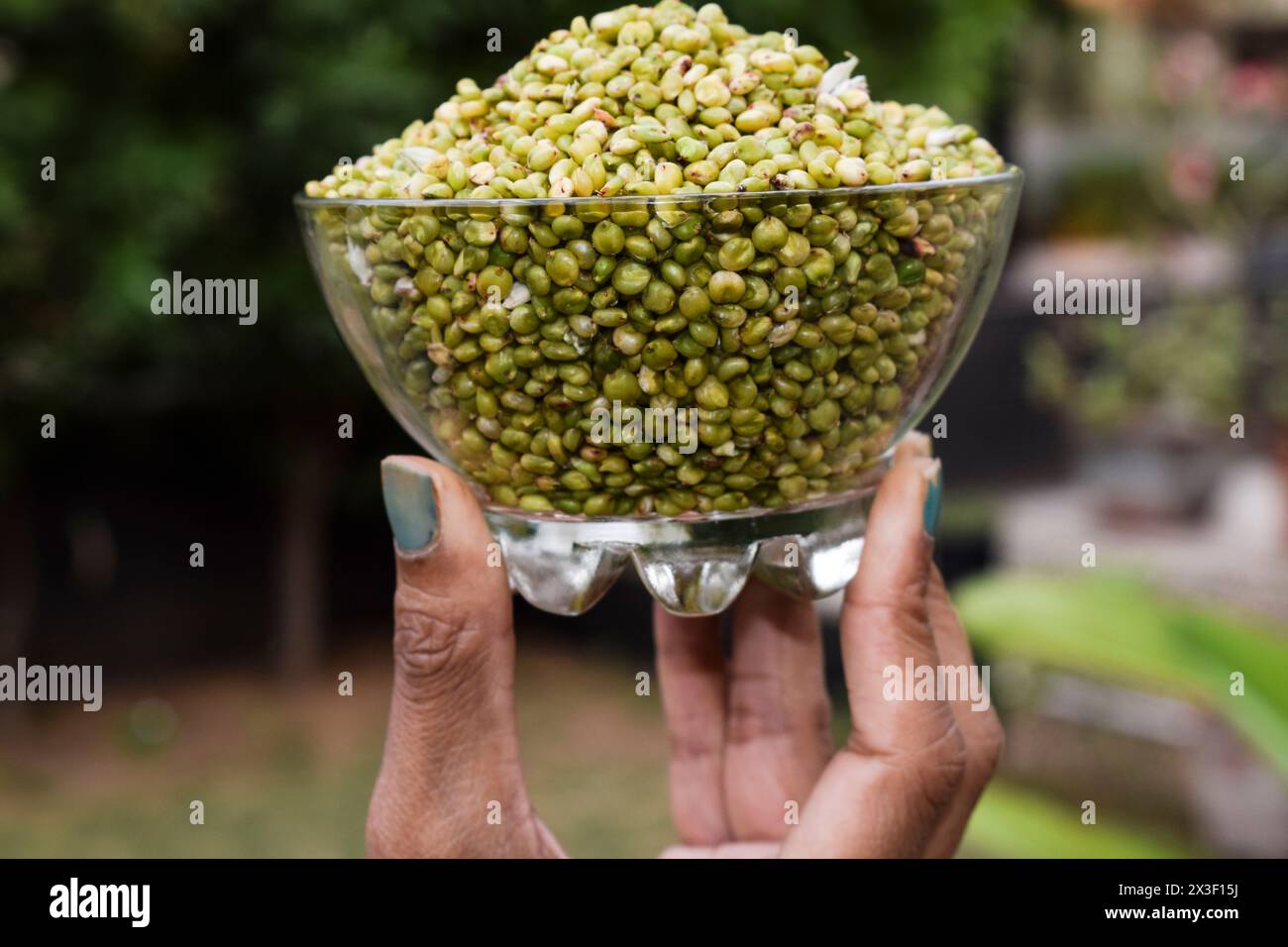 Gujarat special food green tender millet grains. Ponk is eaten