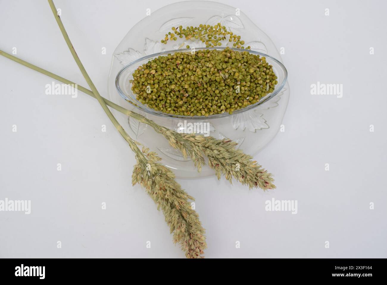 Gujarat special food green tender millet grains. Ponk is eaten