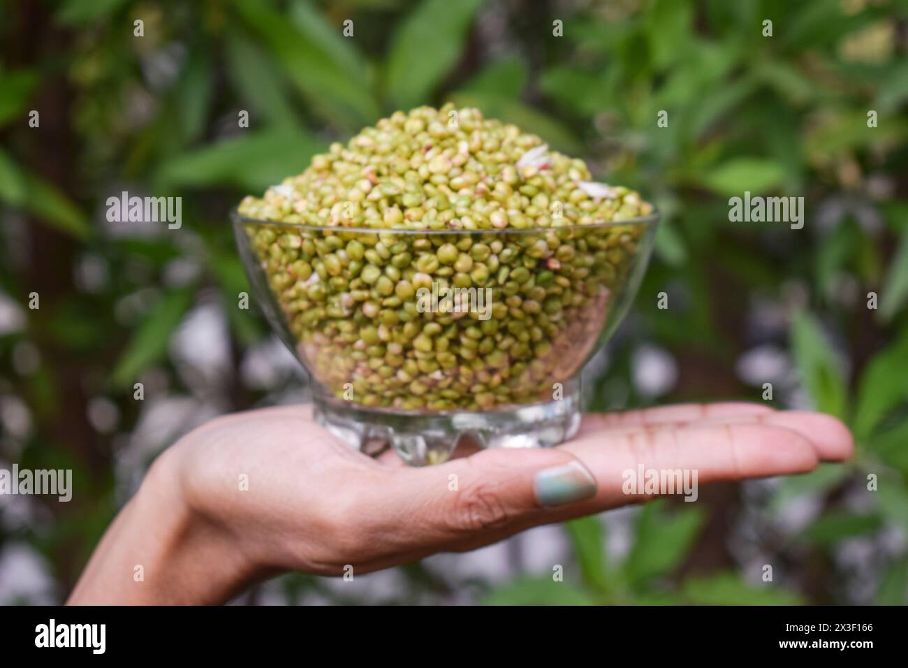 Green tender sorghum hi-res stock photography and images - Alamy