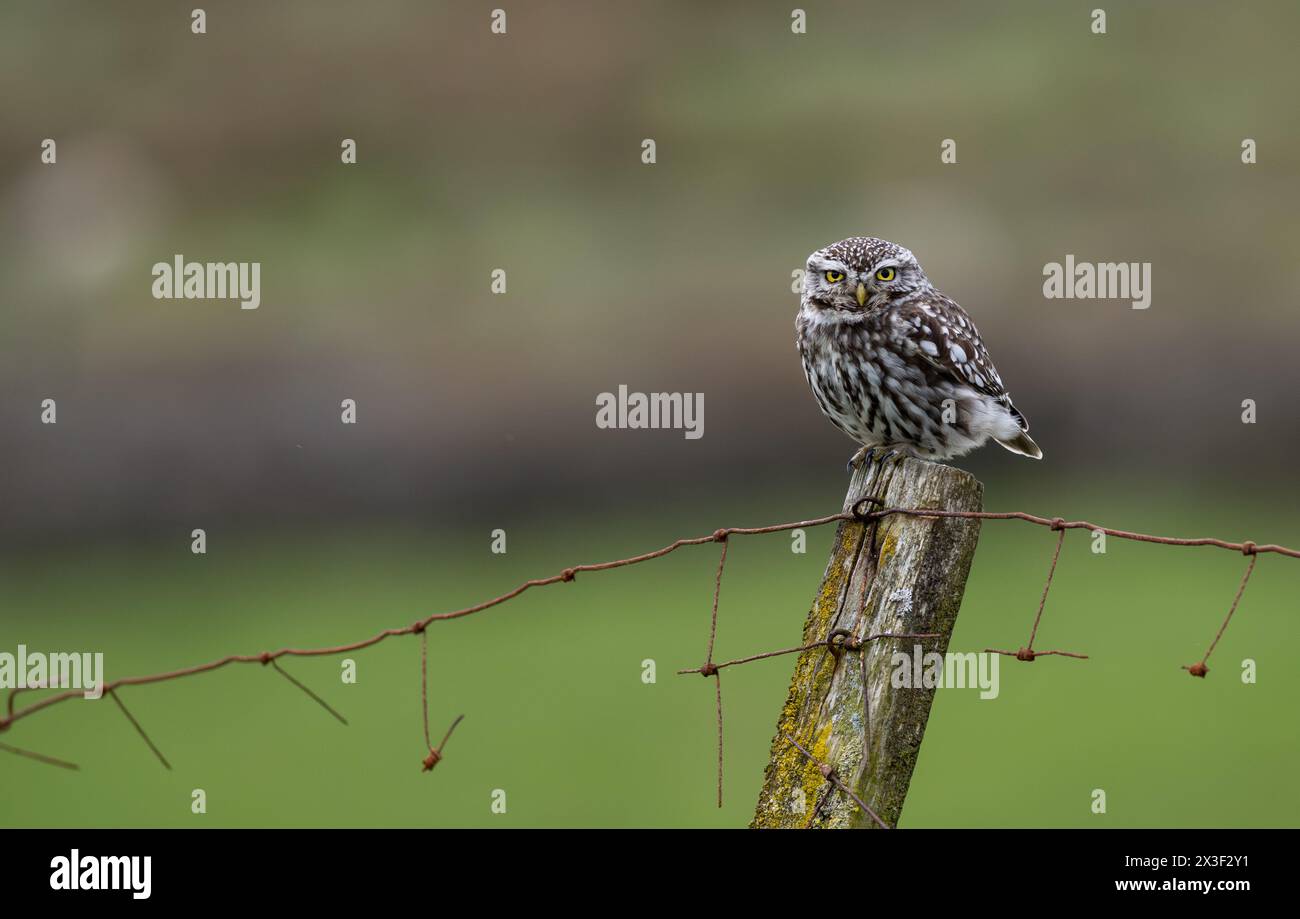 Little Owl (Athene noctua) perched on an old fence post whilst hunting, Wensleydale, North Yorkshire, UK. Stock Photo